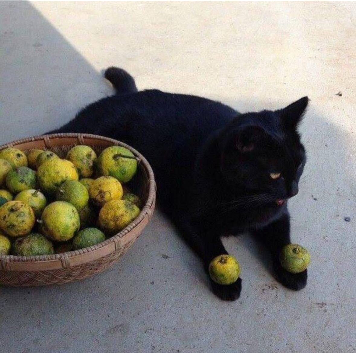 Cat