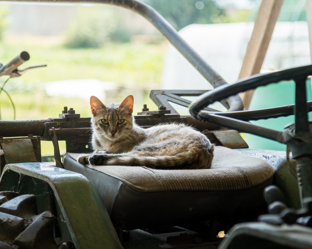 Cat