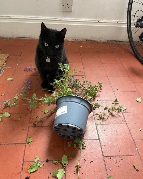 Cat